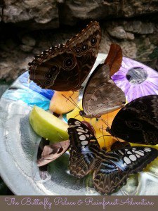 The Butterfly Palace in Branson, MO #ExploreBranson