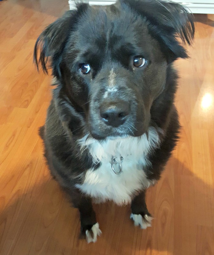 Wyldlife Pungent Pet Products