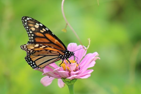 Butterfly Fest at Blooms & Berries Farm Market